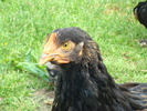 DSC07187