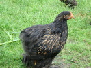 DSC07261