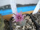 Turbinicarpus pseudopectinatus - 11.05