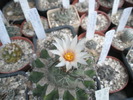 Turbinicarpus altoit - 11.05