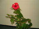 Hibiscus rosu