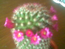 Mammillaria backegergiana 03.Mai