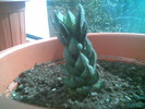 Haworthia 01.MAI.2006