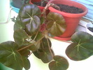 Begonia MAR.2007