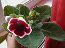 Picture 003