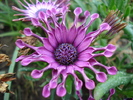 Daisy Nasinga Purple (2010, May 12)