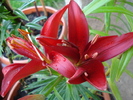 Red Asiatic lily, 13may2010