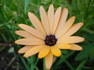 Daisy Orange Dream (2010, May 11)