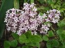 Syringa patula Miss Kim (2010, May 12)