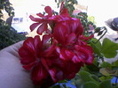 muscata rosie roz detaliu floare