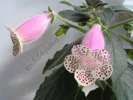 Kohleria HCY`s Jardin Monet 8