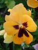 Delta Orange pansy, 11may2010