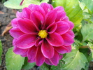Dahlia Mignon (2010, May 11)