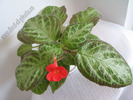 Episcia Faded Jade 4