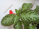 Episcia Faded Jade 5