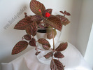 Episcia Kee Wee 6