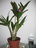 dendrobium berry oda