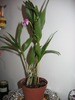 dendrobium berry oda