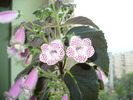 P1260233