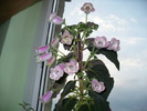 P1260234