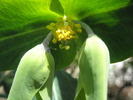 floare de Euphorbia de gradina 8.05