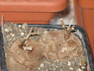 Dioscorea elephantipes
