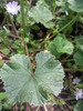 Nalba mica ( Casul popii , Malva neglecta )