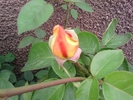 SP_A0645
