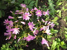 Lewisia Cotyledon 15 mai 2010