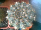 Gymnocalycium quehlianum 12.Mai.2010