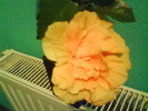 DSC01962