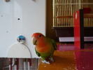 P1010831 COCO