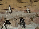 zoo. kopenhaga 30 martie 2008 018