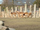 zoo. kopenhaga 30 martie 2008 024