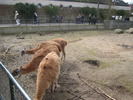 gradina zoologica aprilie dk 043