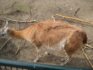 gradina zoologica aprilie dk 044