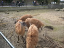 gradina zoologica aprilie dk 046