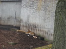 gradina zoologica aprilie dk 057