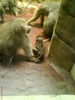 zoo telefon 034