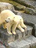 zoo telefon 051