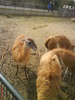 zoo telefon 052