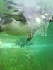 zoo telefon 065
