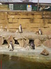 zoo telefon 067