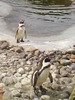 zoo telefon 070