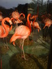 zoo telefon 097