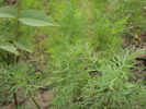 DSC01598