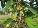 DSC01604