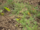 DSC01600