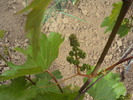 DSC01602