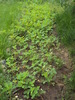 DSC01554